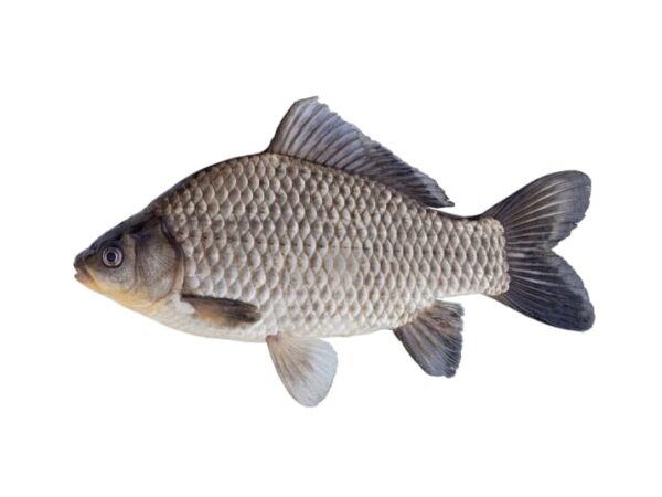 Fresh Whole Caras Fish - Image 1