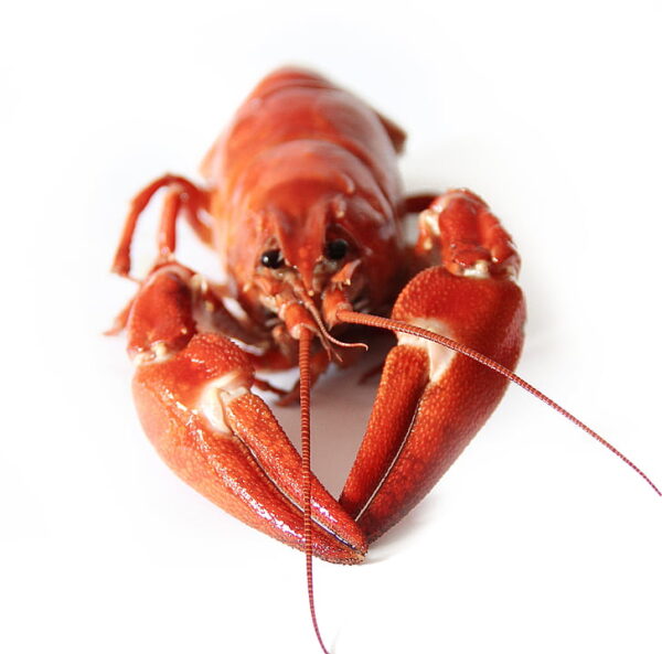 Scottish Lobster - Image 1