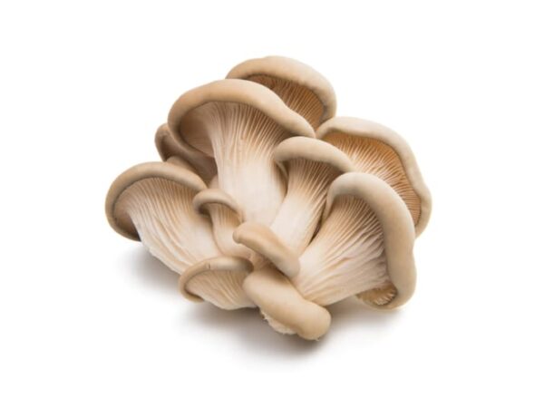 Mushroom - Image 1